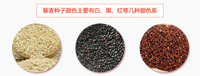 藜麥種子顏色主要有白、黑、紅等幾種顏色系，營(yíng)養(yǎng)成分相差不大，其中白色口感好，黑、紅色口感相對(duì)差些，籽粒也較小。