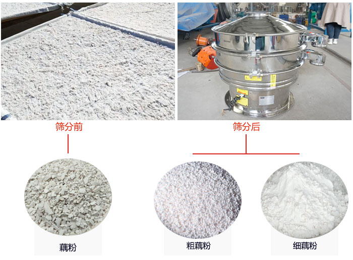 蓮藕淀粉曬干，采用304不銹鋼材質(zhì)藕粉振動(dòng)篩篩分后前后對(duì)比效果圖展示。